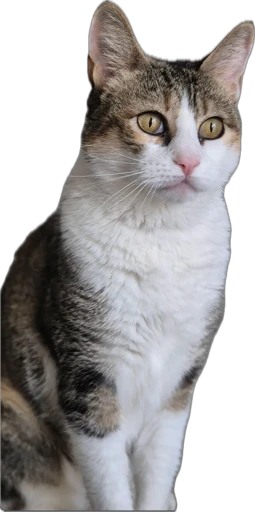 Elvira